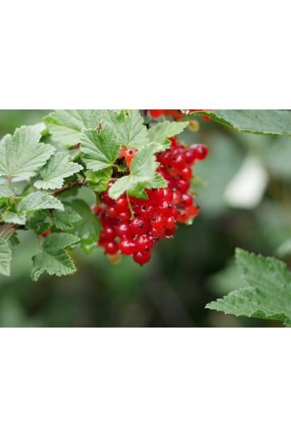 Ribes rubrum Viksne – алые ягоды